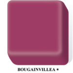 Bougainvillea