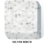 Silver Birch